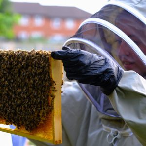 Beekeeping Taster Sessions
