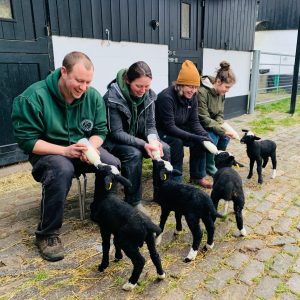 Lamb Feeding