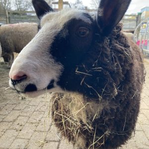 Sheep, Actually