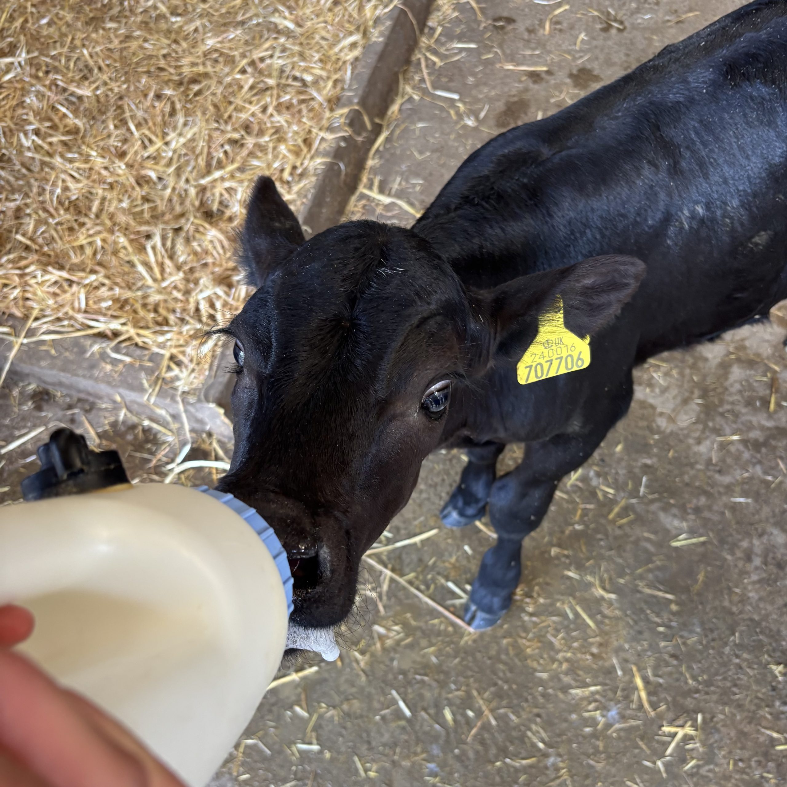 Calf Feeding